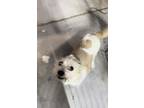 Adopt Rusty a White - with Red, Golden, Orange or Chestnut Terrier (Unknown
