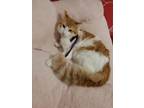 Adopt Sebastian a Orange or Red Domestic Mediumhair / Mixed (medium coat) cat in