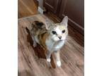 Adopt Miss Pickles a Calico or Dilute Calico Calico / Mixed (short coat) cat in