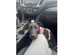 Adopt Nova a Black - with White Labrador Retriever / Mixed dog in Tampa