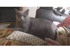 Adopt Silky a Gray or Blue Russian Blue / Mixed (short coat) cat in Milwaukee