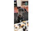 Adopt Gunner a Black - with White Mutt / Rottweiler / Mixed dog in Menifee