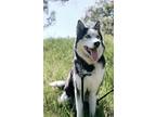 Adopt Jorgiz , Your Best Friend a Gray/Silver/Salt & Pepper - with White Husky /