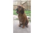 Adopt Daisy a Red/Golden/Orange/Chestnut Bloodhound / Mixed dog in Virginia