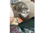 Adopt Pepper a Gray, Blue or Silver Tabby Tabby / Mixed (medium coat) cat in