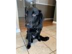 Adopt Rookie a Black Border Collie / Australian Shepherd / Mixed dog in