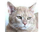 Adopt Banjo a Tan or Fawn Domestic Shorthair / Domestic Shorthair / Mixed cat in