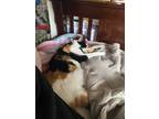 Adopt Lily a Calico or Dilute Calico Calico / Mixed (short coat) cat in Salinas