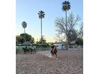 Adopt Shorty a Chestnut/Sorrel Quarterhorse / Mixed horse in Mesa, AZ (41023945)