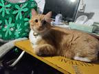 Adopt Doyle a Orange or Red Tabby / Mixed (medium coat) cat in Florissant