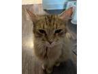 Adopt Fig a Orange or Red Tabby Domestic Mediumhair / Mixed (medium coat) cat in