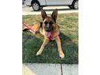 Adopt Ellie a Black - with Tan, Yellow or Fawn German Shepherd Dog / Mixed dog