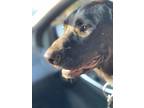 Adopt Shadow a Black Labrador Retriever / Mixed dog in Fayetteville