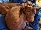 Adopt Mochi a Brindle Mixed Breed (Medium) / Mixed dog in Niagara Falls