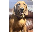 Adopt Scout a Red/Golden/Orange/Chestnut Coonhound / Mixed dog in Chino