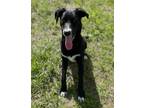 Adopt Carter a Shepherd (Unknown Type) / Collie / Mixed dog in Batesville