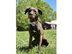 Adopt Letty a Brindle Redbone Coonhound / Redbone Coonhound / Mixed dog in