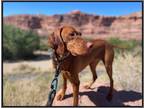 Adopt Miles a Brown/Chocolate Vizsla / Mixed dog in Denver, CO (40217343)