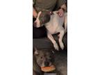 Adopt Lucy a White - with Brown or Chocolate American Pit Bull Terrier / Mixed