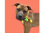 Adopt Lovabel Lucky-ADOPT Me! a Red/Golden/Orange/Chestnut Pit Bull Terrier /