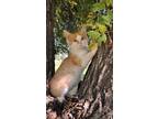 Adopt Tater a Orange or Red Domestic Mediumhair / Mixed (medium coat) cat in