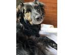Adopt Bella a Black Border Collie / Mutt / Mixed dog in Portland, OR (41279056)