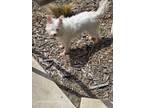 Adopt Tiily a White - with Gray or Silver Westie, West Highland White Terrier /