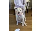 Adopt Blankey a White Boxer / Mutt / Mixed dog in Wilmington, NC (41278926)