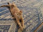 Adopt Kitties a Tan or Fawn Tabby Abyssinian / Mixed (short coat) cat in