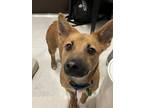 Adopt Bbodol a Brown/Chocolate - with Black Black Mouth Cur / Jindo / Mixed dog