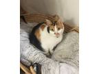 Adopt KitKat a Calico or Dilute Calico Calico / Mixed (short coat) cat in League
