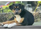 Adopt Rexx a Black - with Tan, Yellow or Fawn Mutt / Mixed dog in Tyler