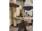 Adopt Spice a Tan or Fawn Tabby Domestic Shorthair (short coat) cat in Umatilla