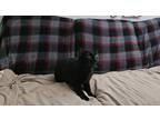 Adopt Bangers a All Black Tabby / Mixed (short coat) cat in Humble