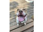 Adopt Carbon a Tan/Yellow/Fawn - with White American Staffordshire Terrier /