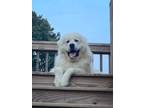 Adopt Jasper a White Great Pyrenees / Mixed dog in Suwanee, GA (39560366)