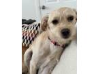 Adopt Elsa a Tan/Yellow/Fawn Terrier (Unknown Type, Small) / Pomeranian / Mixed