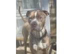 Adopt Eric a Brown/Chocolate - with White American Pit Bull Terrier / Mixed dog