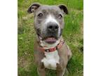 Adopt Prince a Gray/Blue/Silver/Salt & Pepper Mixed Breed (Large) / Hound