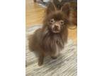 Adopt Tobey a Brown/Chocolate Pomeranian / Mixed dog in Colborne, ON (41278837)