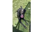 Adopt Charlie a Black Labrador Retriever / Retriever (Unknown Type) / Mixed dog