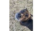 Adopt Mia a Black - with White American Pit Bull Terrier / Mixed dog in
