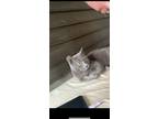 Adopt felix a Gray or Blue Russian Blue / Mixed (short coat) cat in Raleigh