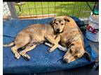 Adopt Bear and JP a Brown/Chocolate - with White Hound (Unknown Type) / Mixed