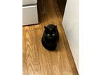 Adopt Mai a All Black Domestic Shorthair / Mixed (short coat) cat in Rio Linda