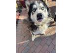 Adopt Koda a Black - with White Husky / Mixed dog in Marshville, NC (41278735)