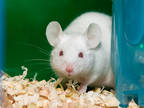 Adopt Zed a White Mouse / Mouse / Mixed small animal in Longmont, CO (41278767)