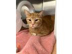 Adopt Nemo a Orange or Red Domestic Shorthair / Mixed Breed (Medium) / Mixed
