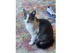 Adopt River a Gray or Blue Domestic Shorthair / Mixed (short coat) cat in