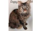 Adopt Poppy a Brown Tabby Domestic Longhair (long coat) cat in Asheville